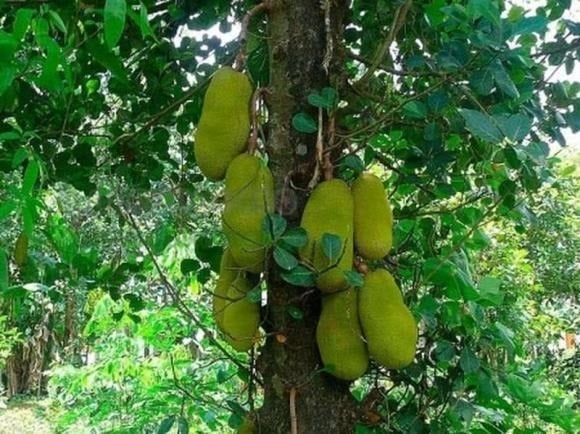 Trong phong thủy, cây mít tượng trưng cho sự đủ đầy và sung túc. 