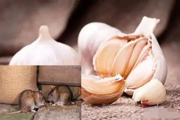 Tỏi có mùi nồng mà chuột rất ghét.