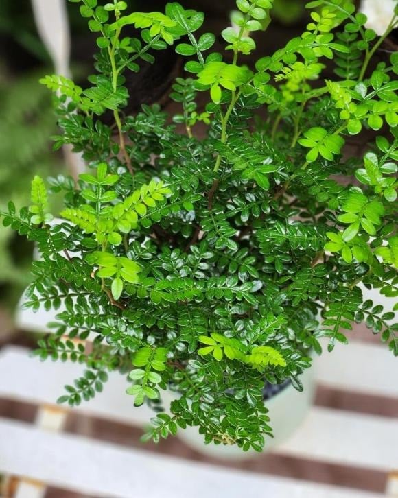 Thanh hương mộc – loài cây với mùi hương thanh khiết, cay nhẹ và bền lâu – được ví như “nước hoa tự nhiên của giới thượng lưu”. 