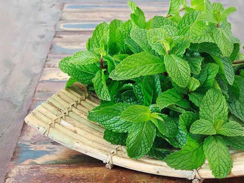 Lá bạc hà giàu menthol và camphene, mang lại cảm giác the mát sảng khoái đồng thời hỗ trợ thu nhỏ lỗ chân lông.
