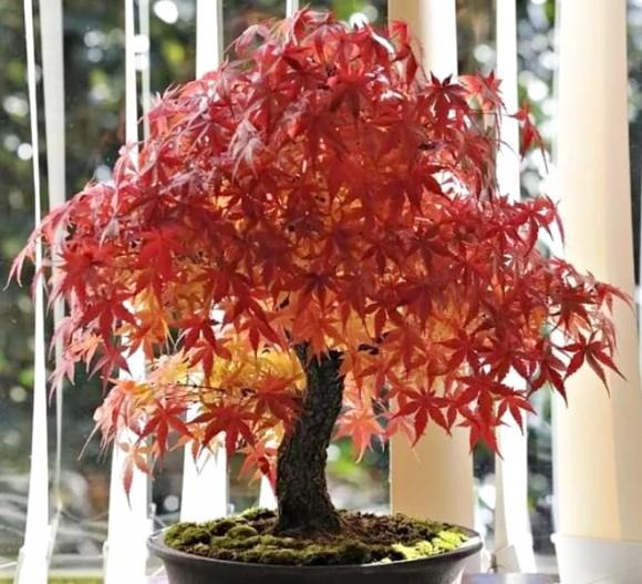 Cây phong với dáng lá mềm mại, thân cây thanh thoát là lựa chọn lý tưởng để trang trí sân vườn, tạo cảnh quan sang trọng.