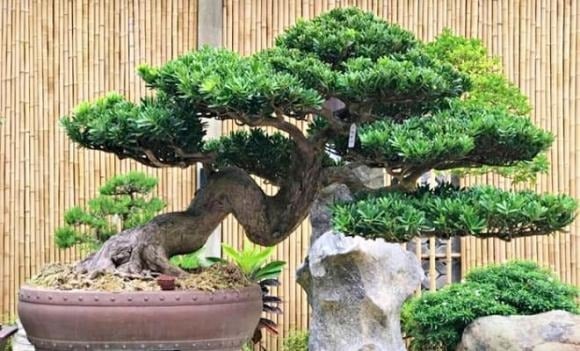 Tùng la hán là loài cây xanh quanh năm, có tuổi thọ cao, tượng trưng cho sức khỏe và sự trường thọ.