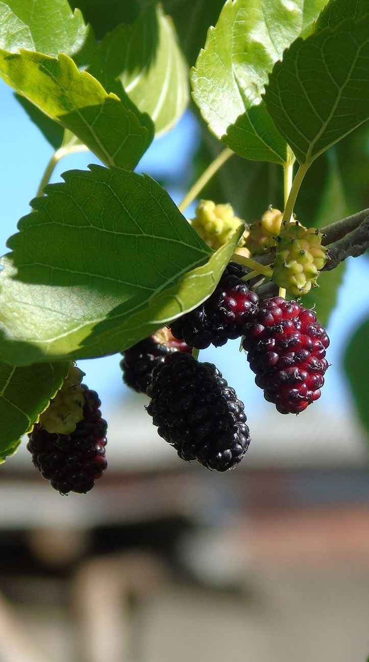 Cây dâu tằm trồng sau nhà trừ tà ma
