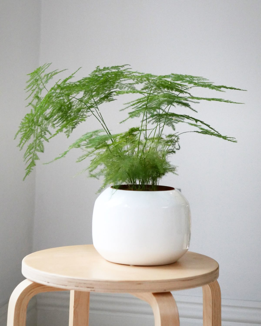 Thủy tùng trên bàn làm việc giúp tăng năng lượng 