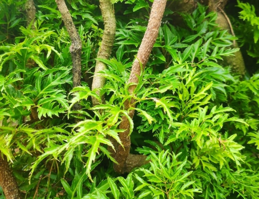 Cây đinh lăng không chỉ làm thuốc chữa bệnh, cây còn được xem là “báu vật” phong thủy giúp Shbet111 slot, casino, thể thao, xổ số an yên, hưng thịnh.