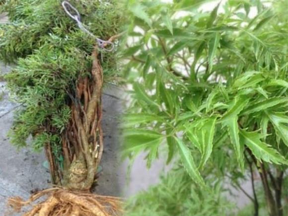 Cây đinh lăng thuộc họ nhân sâm, sở hữu tán lá xanh mát, mọc dày và sum suê. 