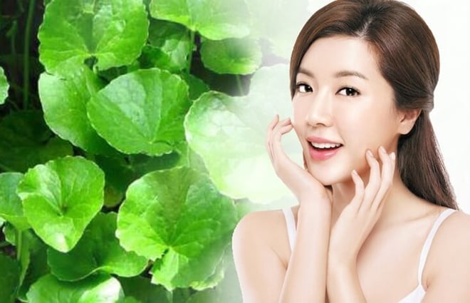 Rau má còn được coi là “bí quyết làm đẹp xanh” mà nhiều thế hệ phụ nữ tin dùng.
