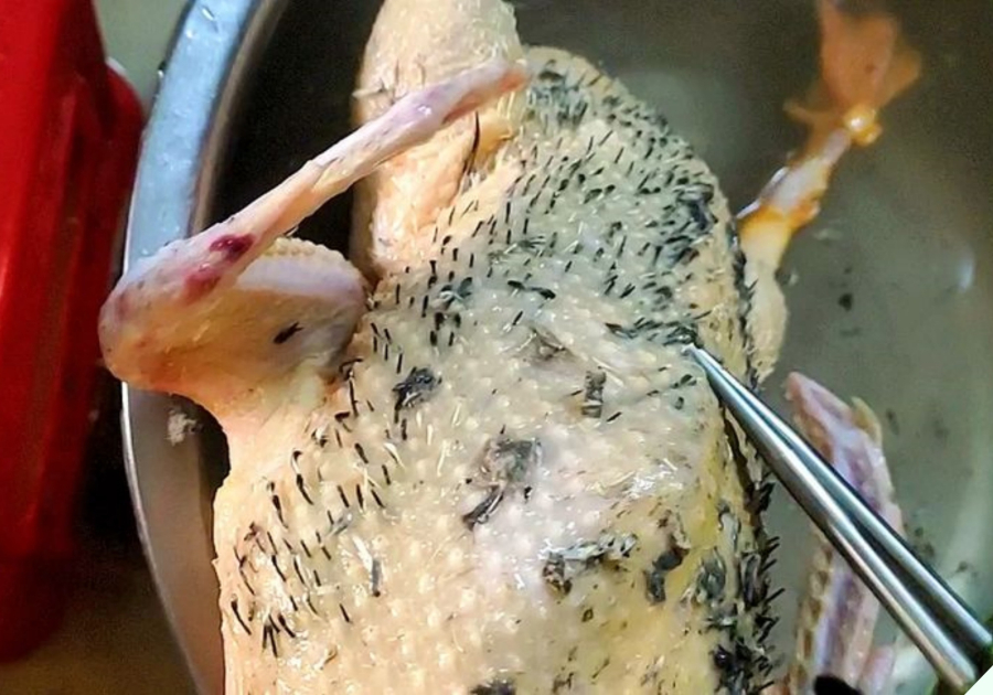 Vịt đầy lông măng thịt mãi không sạch: Vò nắm lá này thả vào chậu nước, 5 phút sạch bung