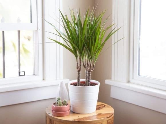 Cây kim tiền là biểu tượng của tài lộc với lá xanh mướt, căng tràn sức sống. 