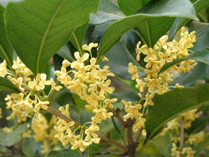 Cây mộc hương chiêu tài rước lộc