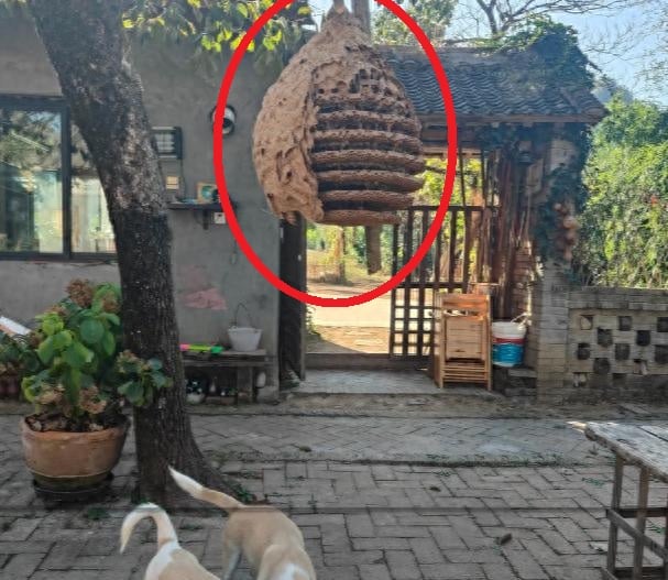 Ong vốn được xem là loài vật chăm chỉ, đoàn kết và có khả năng mang năng lượng tốt. 