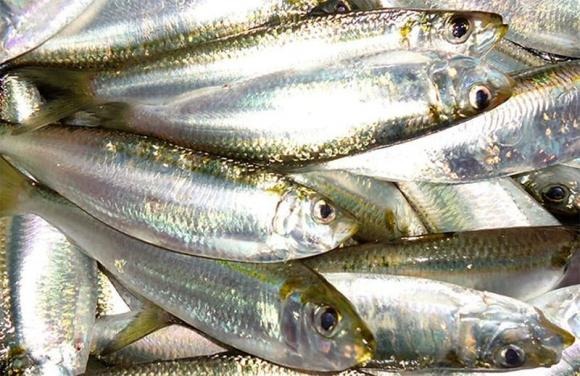 Dù nhỏ bé, cá cơm lại được ví như một “kho dinh dưỡng” quý giá.