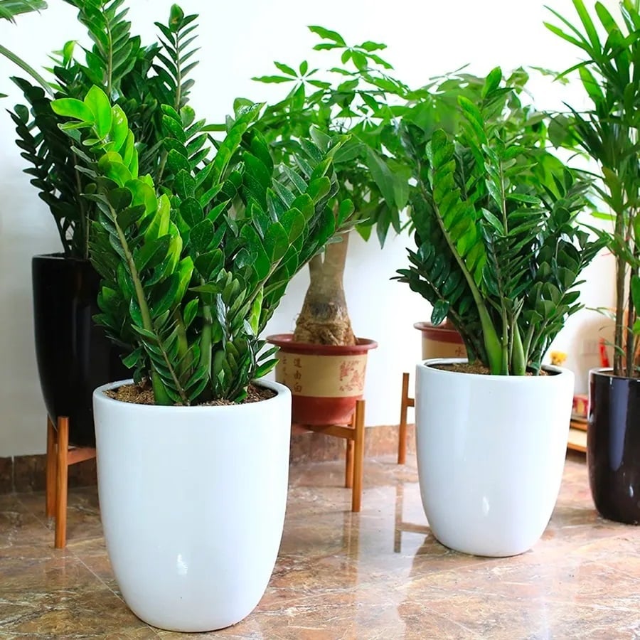 Cây kim tiền thể hiện sự  phú quý, giàu sang, tiền bạc ngập tràn.