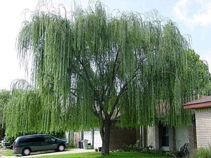 Trong phong thủy lại mang hình ảnh “sầu bi”, gắn liền với chia ly, u buồn và mất mát. 