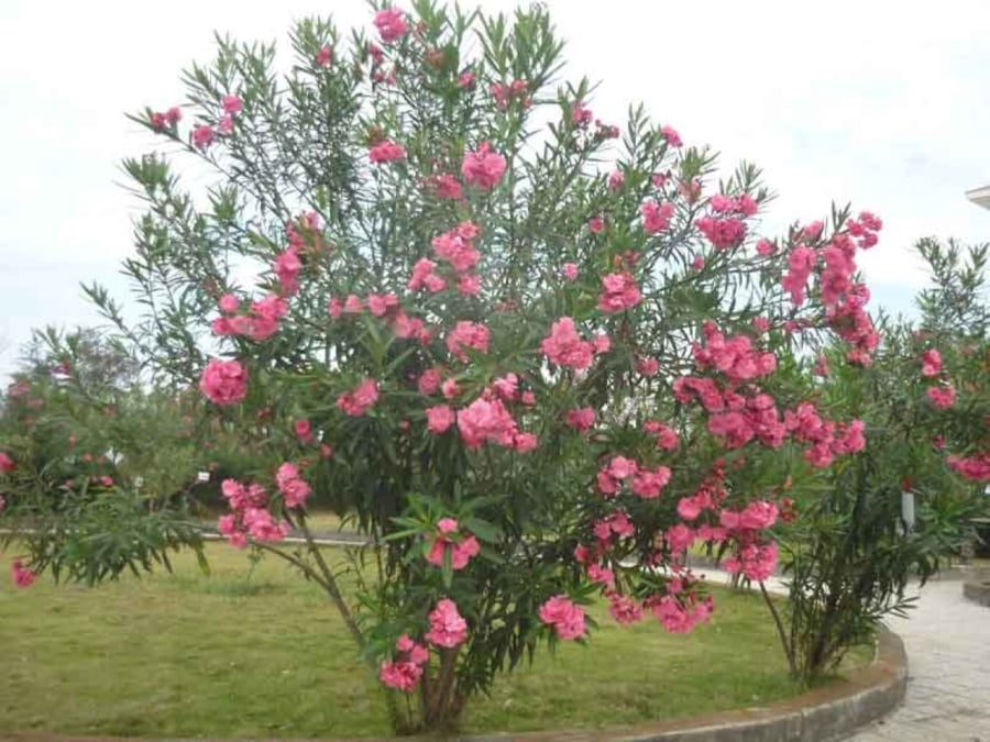 Ngoài nguy cơ về sức khỏe, trúc đào cũng không được đánh giá cao về mặt phong thủy. 