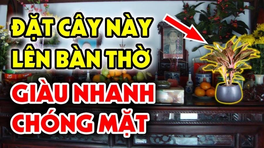 Đặt cây lên bàn thờ hút lộc