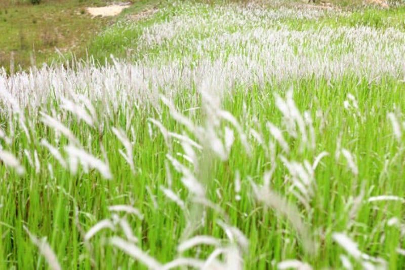 Cỏ tranh