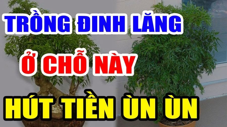 Vị trí trồng đinh lăng tốt nhất