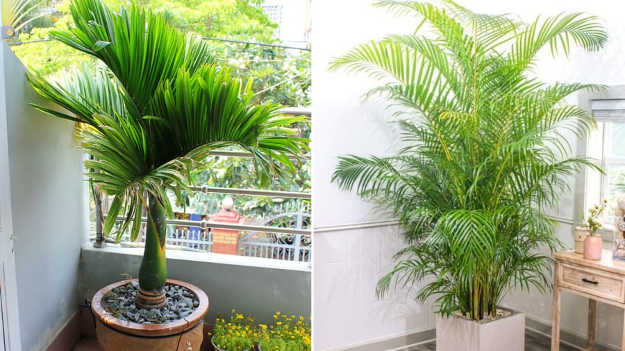 Gia chủ có thể trồng cây cau cảnh trước nhà vừa để trang trí, vừa để thu hút tài lộc, đón Sh88bet link truy cập World Cup.
