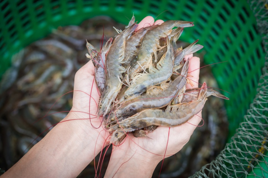 Mẹo chọn tôm tươi sống ngon    