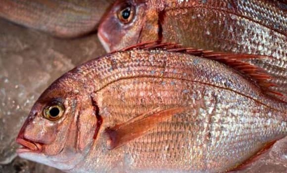 Loài cá này có tuổi thọ rất dài, có thể sống đến 150 năm ở vùng biển sâu. 