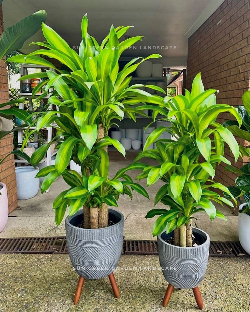 Thiết mộc lan là cây cảnh phong thủy phổ biến