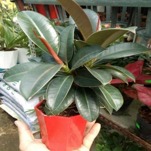 Trong văn hóa truyền thống, cây đa búp đỏ được xem là “cây cát tường” điển hình. 