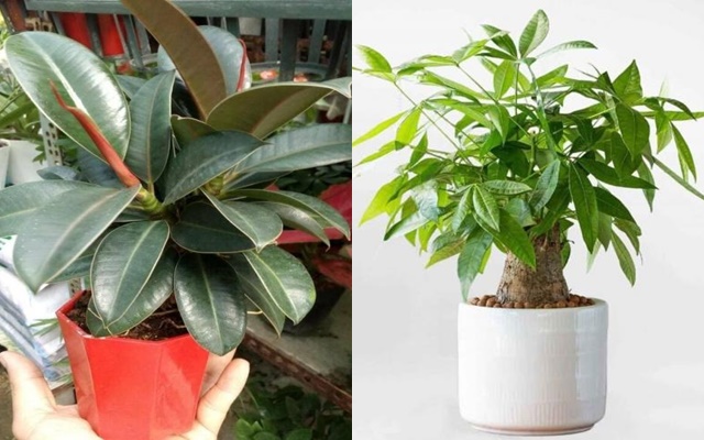 Một mẹo phong thủy hữu ích là khi trồng trong chậu, có thể đặt thêm đồng tiền xu hoặc đá phong thủy dưới lớp đất, giúp thu hút nhiều cơ hội Shbet800 tải ứng dụng cho gia chủ.    
