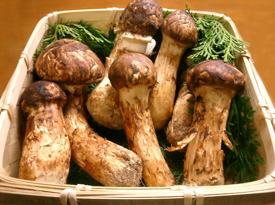 Hàng “tuyển chọn” nấm Tùng Nhung có thể được trả giá tới 45 triệu đồng/kg nhờ hình dáng đẹp và hương thơm đặc trưng.
