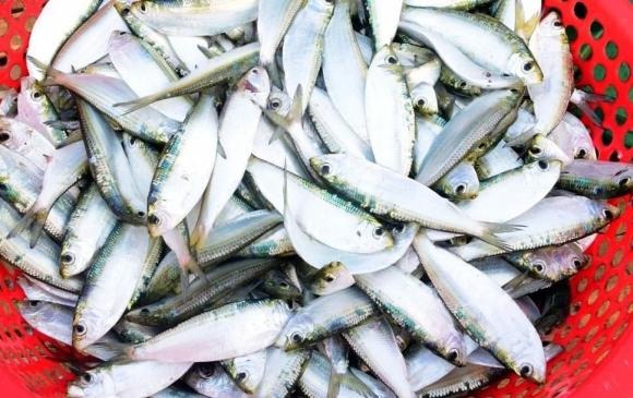Cá trích thuộc họ Clupeidae, phân bố rộng rãi ở Đại Tây Dương, Thái Bình Dương và Ấn Độ Dương.