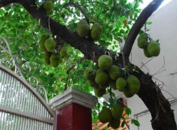 Mít không chỉ là loại cây ăn trái quen thuộc trong vườn nhà mà còn mang giá trị phong thủy đặc biệt.