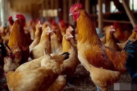 Người đàn ông trung niên lại nhận xét: “Giữa anh em, nếu hòa thuận thì là họ hàng, không hòa hợp thì là kẻ thù. Sau khi cha mẹ mất, nhiều anh chị em chia rẽ vì mâu thuẫn và lợi ích, họ gần như không còn tương tác nữa.”    