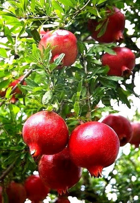 Vỏ lựu có tính kháng khuẩn nhẹ