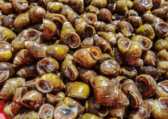 Ốc xào cay nóng hổi là “mồi nhậu quốc dân”, nhưng ít ai biết rằng loại thực phẩm này tiềm ẩn nguy cơ nhiễm ký sinh trùng, phổ biến nhất là giun đầu gai.    