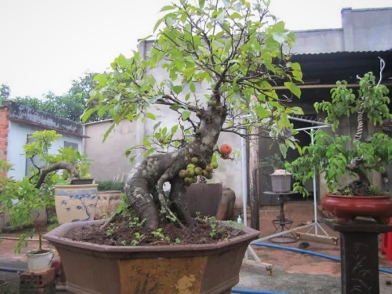 Cây sung mini còn được coi là cây “đón tài lộc” theo quan niệm phong thủy, giúp thu hút vận may, cân bằng âm dương, giữ vững sự thịnh vượng cho Shbet111 slot, casino, thể thao, xổ số.