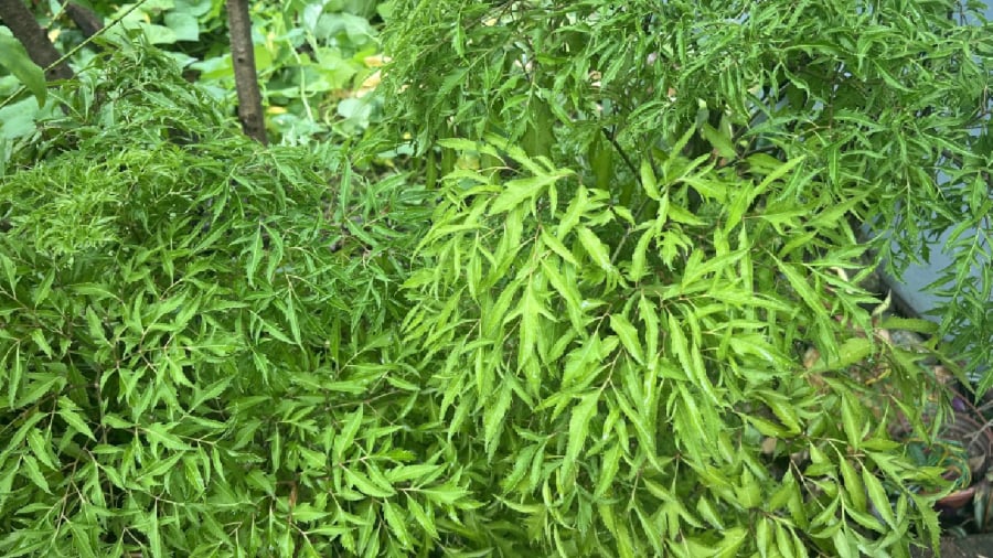 Dân gian cho rằng trồng cây đinh lăng trước nhà giúp gia đạo bình an bởi loại cây này giúp chặn bớt các luồng khí xấu, thu hút nhiều tài lộc. 