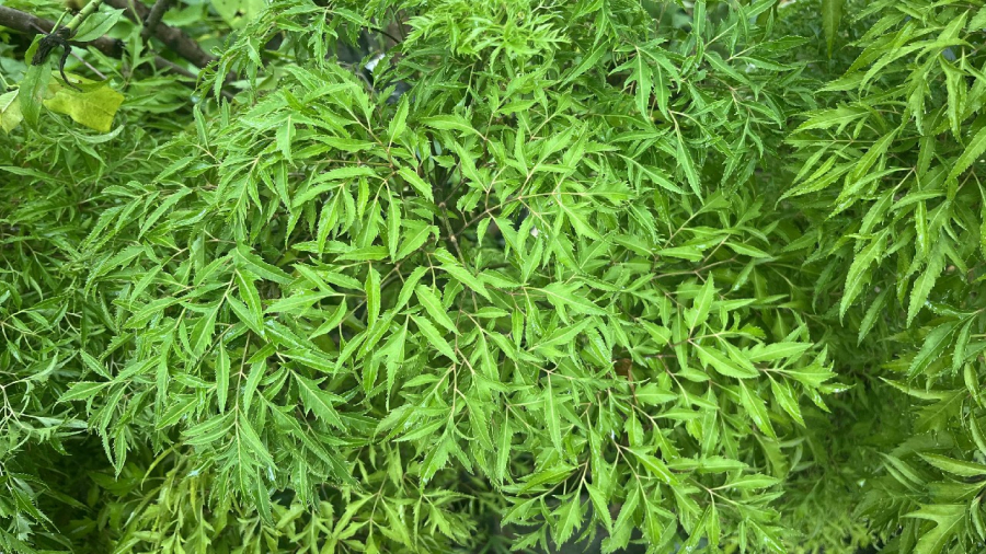 Cây đinh lăng có ý nghĩa phong thủy tốt đẹp.