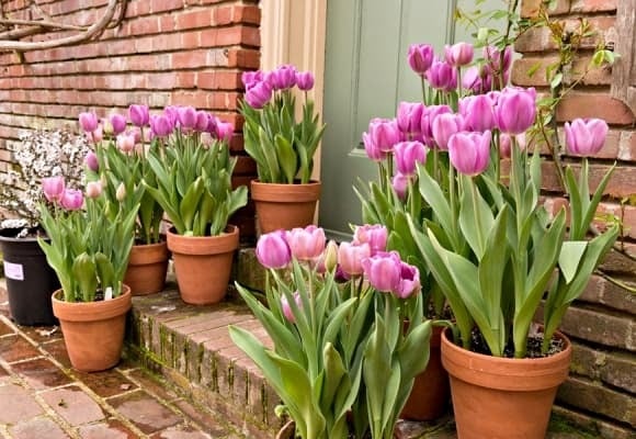 Hoa tulip vốn nổi tiếng với vẻ đẹp quyến rũ và sắc màu đa dạng, thường được nhiều Shbet111 slot, casino, thể thao, xổ số ưa chuộng để trang trí không gian sống.