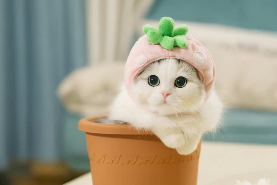 Tuần này, tuổi Mão nhận được sự hỗ trợ từ người thân hoặc đồng nghiệp, giúp giải quyết nhanh những rắc rối