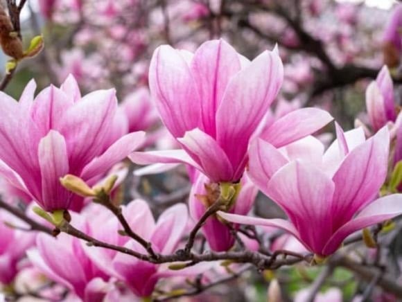 Người xưa tin rằng trồng mộc lan trước cửa nhà giúp thu hút tài lộc và mang lại may mắn trong kinh doanh.