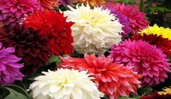 Thược dược vốn gắn liền với sự may mắn, hạnh phúc và sung túc, đặc biệt thường nở rộ vào dịp Tết.