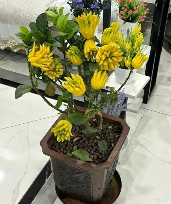  Phật Thủ là loài cây đặc biệt với quả có hình dáng giống bàn tay Phật, mang ý nghĩa cát tường và phúc khí.