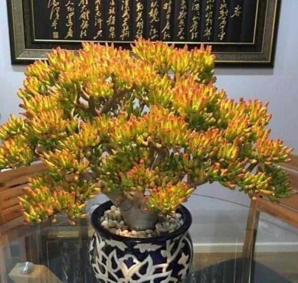 Sen Đá Ống Điếu, còn gọi là cây “hút tiền”, tên gọi đã thể hiện ý nghĩa chiêu tài, nạp lộc. 