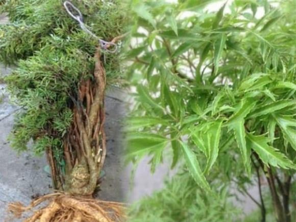 Một mẹo phong thủy được nhiều người áp dụng là rải vài đồng xu hoặc đá phong thủy dưới gốc cây khi trồng trong chậu, giúp gia tăng may mắn và thu hút cơ hội Shbet800 tải ứng dụng cho gia chủ.    