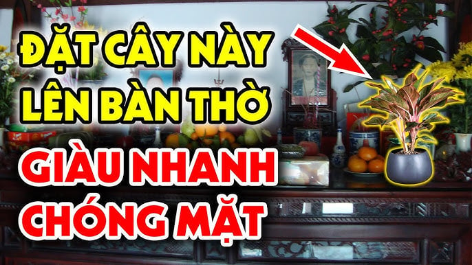Đặt cây phong thủy lên bàn thờ mang tới may mắn