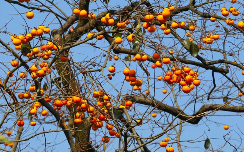 cây nên trồng trước nhà 