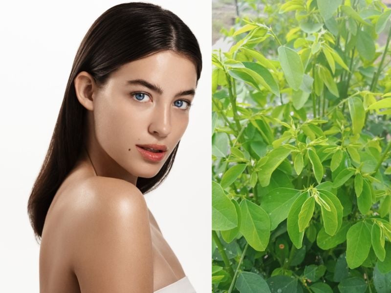  Rau ngót – Shbet0099 cá cược trực tuyến quen thuộc nhưng lại chứa đựng bí quyết làm đẹp trường tồn theo thời gian.