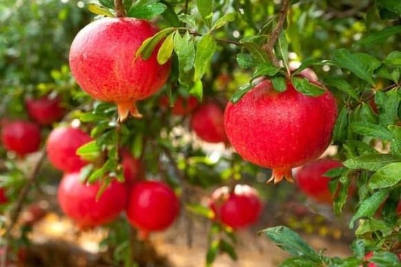 Cây ăn quả không chỉ mang lại bóng mát và trái ngọt mà còn tượng trưng cho sự sinh sôi, phát triển và tài lộc bền lâu. 