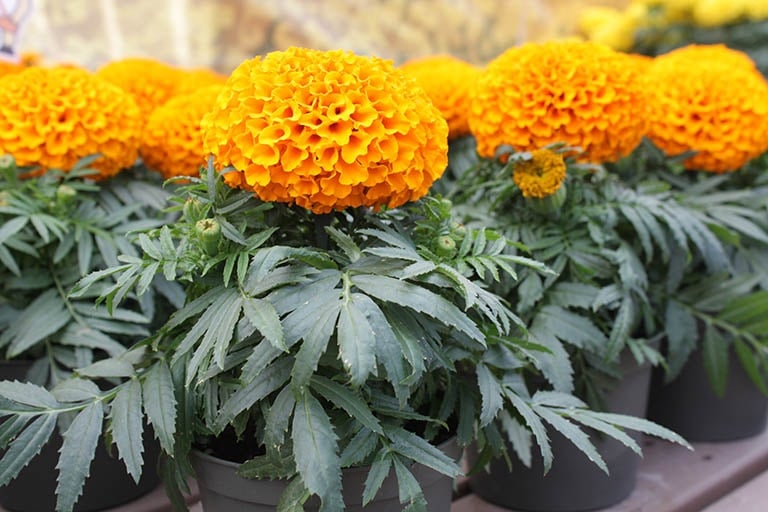 Cúc vạn thọ không chỉ rực rỡ sắc vàng mà còn chứa hoạt chất pyrethrum, có tác dụng khiến côn trùng và rắn bị tê liệt khứu giác. 