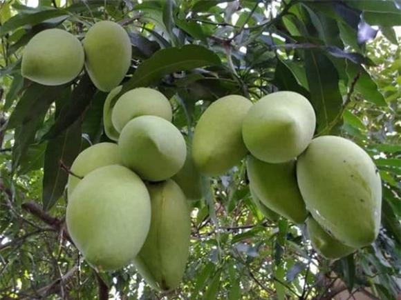 Xoài có tán rộng, lá xanh mướt, vừa tạo bóng mát vừa điều hòa năng lượng. 